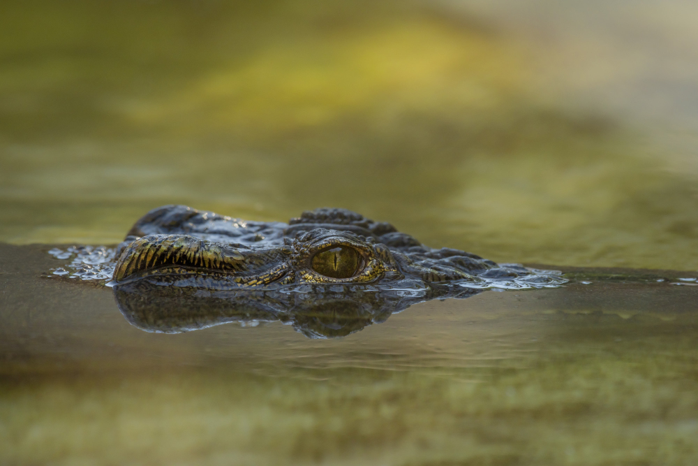 Alligators vs. Crocodiles: An In-depth Comparison of Two Ancient Reptilian Predators